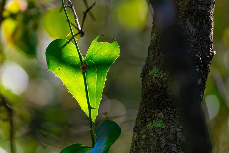 DELU en het GreenLeave-keurmerk